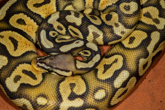 Close up view of Ball pythons.