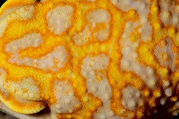 Close up view of Leopard gecko (Albino).