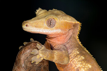 Close up view of Crested gecko.