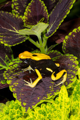 Close up view of Giant orange dart frog.