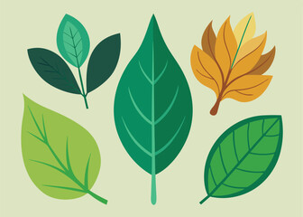 Fototapeta premium Leaf Types Illustration