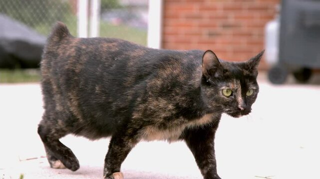 Cat walking on patio in backyard slow motion
