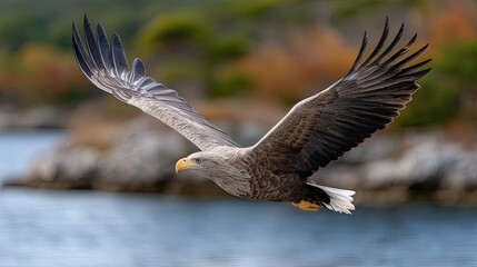 A majestic eagle glides above tranquil waters, illuminated by golden-hour light with cliffs softly blurred in the background