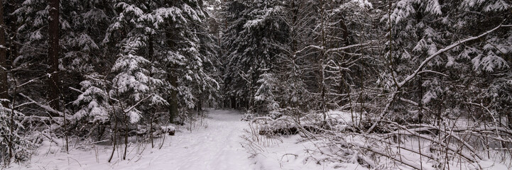 winter dense spruce forest covered with snow. deserted path leads deep into the forest. gloomy cloudy day. widescreen panoramic side view in 15x5 format