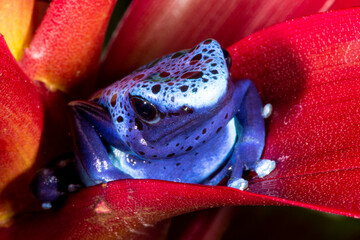 Close up view of Blue dart frog, Surinam