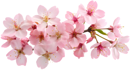 Pink Sakura Blossoms Branch isolated on a transparent background