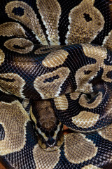 Close up view of Ball pythons.
