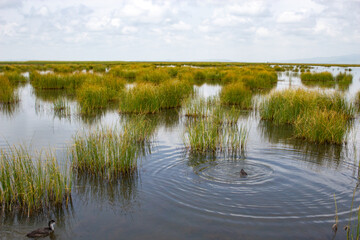 Wetland, swamp, reed, lake surface, ecological, pure natural, purified，autumn