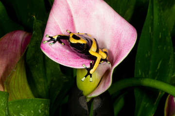Close up view of Bumble bee dart frog.