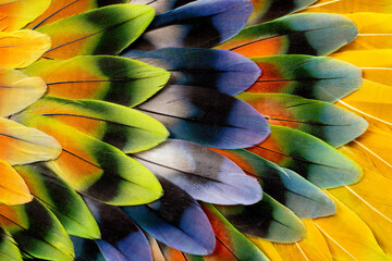 Close up view of Lovebird tail feather design