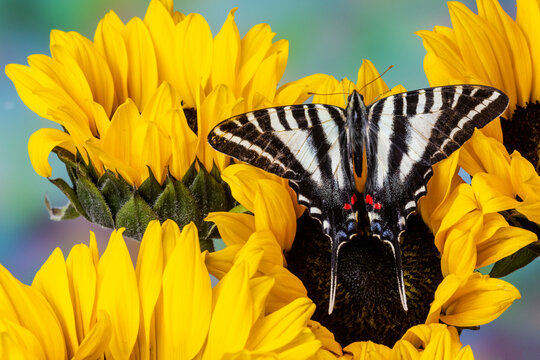 Zebra swallowtail butterfly, native to eastern US, on sunflowers
