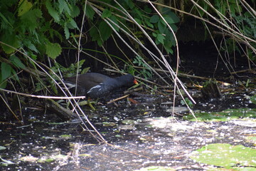 green heron in the water