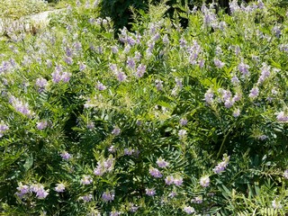 Common Goat's rue (Galega officinalis) Plant cultivated on wild garden producing spikes of sweet...
