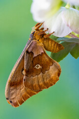 Close up view of Polyphemus silk moth.