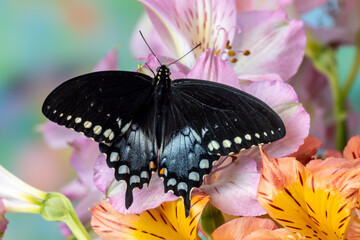 Spicebush butterfly on flowers of Peruvian lily.
