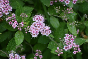pink flowers in the garden