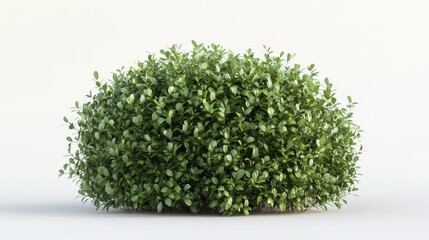 Fototapeta premium A sculpted ornamental bush with dense rounded foliage displayed on a white canvas