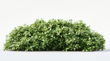 Obraz premium A sculpted ornamental bush with dense rounded foliage displayed on a white canvas
