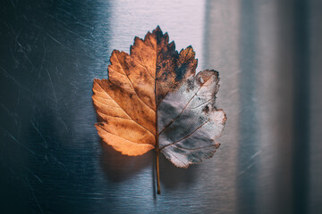 Leaf partially burnt on one side, fresh on the other, laid on metallic surface – contrast of nature and industry.