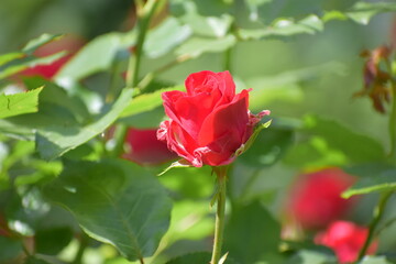 red rose in garden