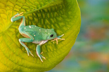 USA, Washington State, Sammamish. Mexican leaf frog
