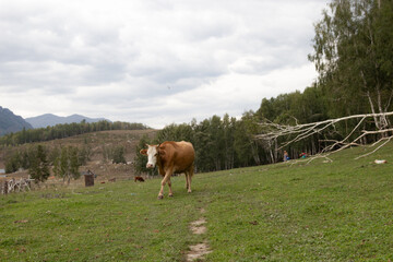 cow on the meadow