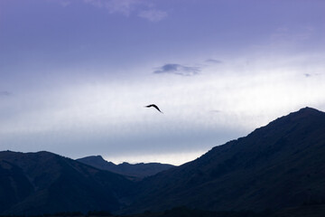 Forest, blues, dusk, morning, mountains, background
