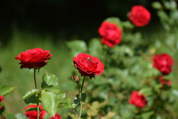 Fototapeta premium red poppies in the field