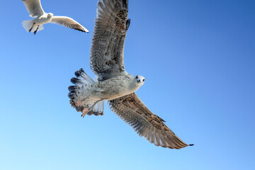 gaivota