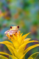 USA, Washington State, Sammamish. Red-eyed albino tree frog