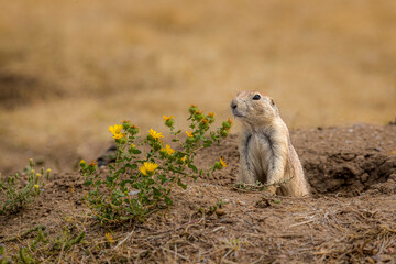 A Black-tailed prairie dog remains alert.