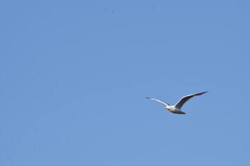 seagull flying over the sea