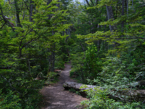 Subantarctic forest vegetation, typical lenga beech forest. Landscape in the National Park Tierra del Fuego. South America, Argentina, Patagonia, Tierra del Fuego.