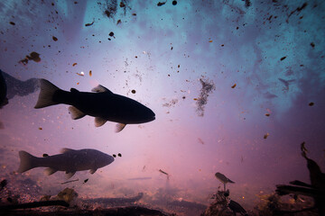 Silhouette of fish swimming through polluted water, small particles and chemical markers floating.
