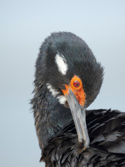 Fototapeta premium Rock shag or Magellanic cormorant. South America, Falkland Islands, Bleaker Island.
