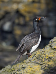 Rock shag or Magellanic cormorant. South America, Falkland Islands, Bleaker Island.