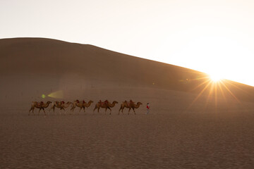 camels in the sahara desert, caravans, tourists, desert