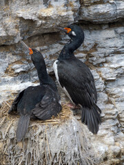Rock shag or Magellanic cormorant on nest in the cliffs of Bleaker Island. South America, Falkland...