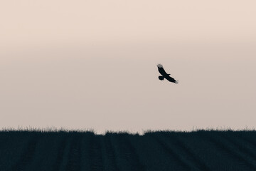 Silhouette of endangered birds flying over farmland with crop lines below, minimal composition and soft light.