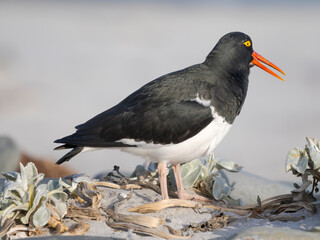Magellanic Oystercatcher on Sea Lion Island. South America, Falkland Islands.