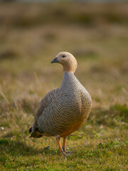 Ruddy headed goose near Volunteer Point. South America, Subantarctic, Falkland Islands. © Danita Delimont
