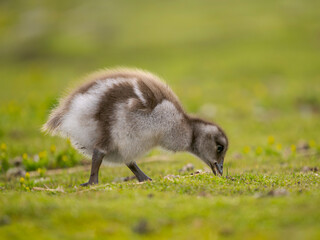 Chick of Ruddy headed goose on Sea Lion Island. South America, Subantarctic, Falkland Islands.