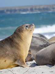Female in colony. Southern elephant seal during mating and pupping season on a beach on Sea Lion Island. South America, Falkland Islands. © Danita Delimont