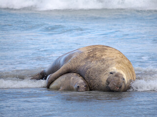 Mating of southern elephant seal during mating and pupping season on a beach on Sea Lion Island. South America, Falkland Islands. © Danita Delimont
