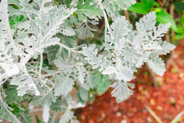 Close-up of dusty miller plant leaves with silvery-white foliage. Botanical texture and natural...