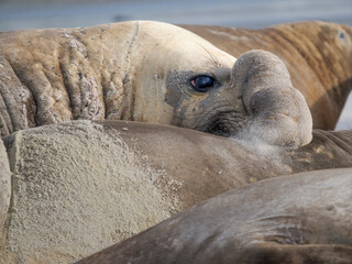 Mating of southern elephant seal during mating and pupping season on a beach on Sea Lion Island. South America, Falkland Islands. © Danita Delimont