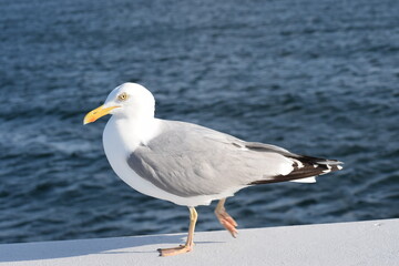 seagull on the beach