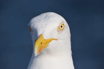 portrait of an seagull with a white eyes
