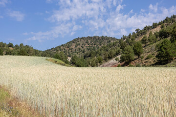 Fototapeta premium Paisaje montañoso con campo de trigo, provincia de Teruel, España