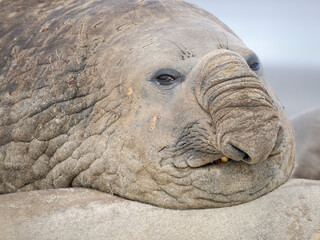 Dominant bull on beach. Southern elephant seal during mating and pupping season on a beach on Sea Lion Island. South America, Falkland Islands. © Danita Delimont